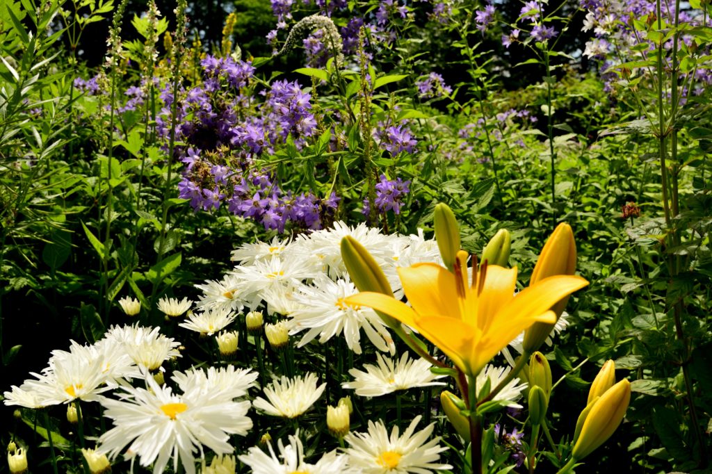 富良野の風のガーデンの花々