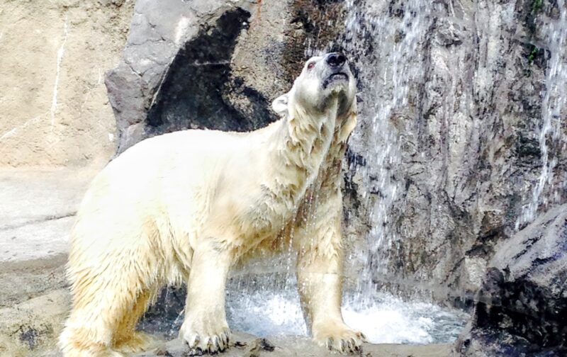 旭山動物園のシロクマ