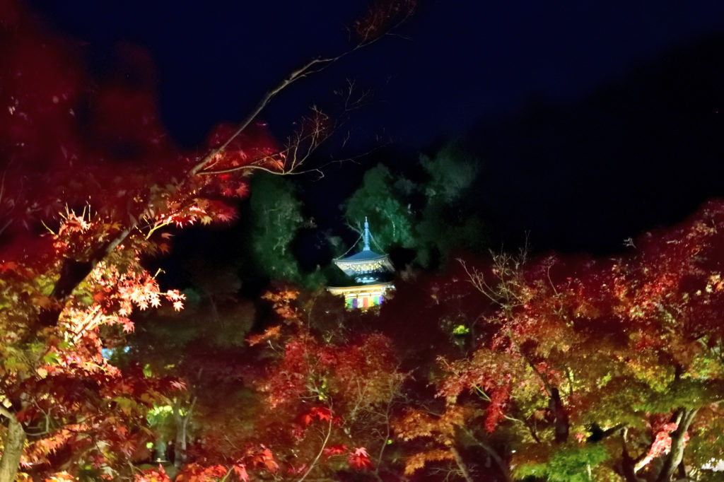 ライトアップされた永観堂の多宝塔と紅葉
