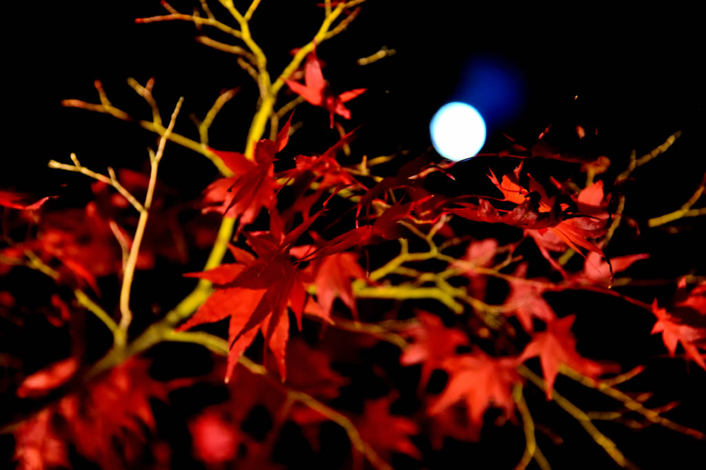 紅葉と満月