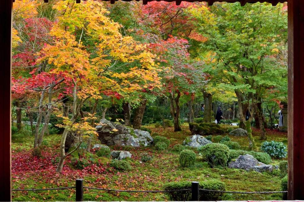圓光寺の建物から見る十牛之庭の紅葉