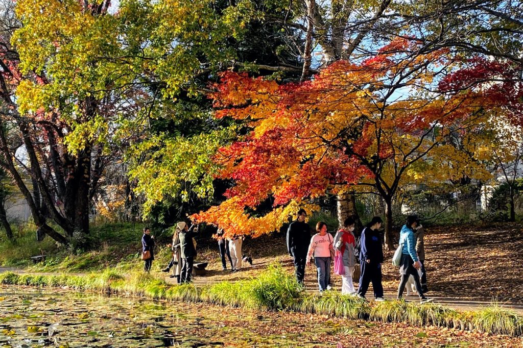 北海道大学の大野池と紅葉