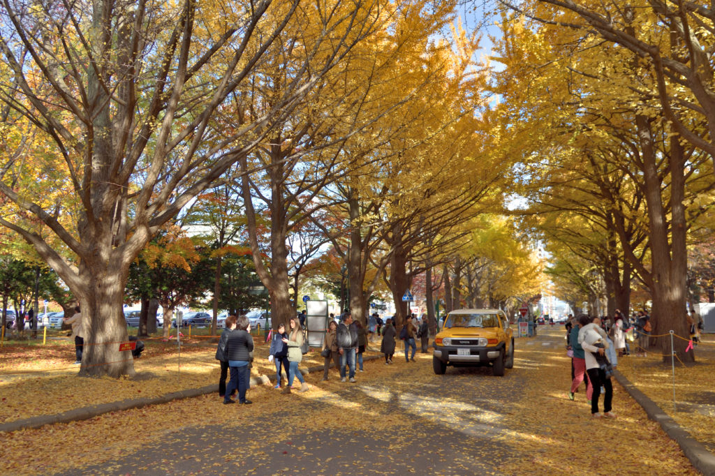 北海道大学のイチョウ並木の犬の散歩