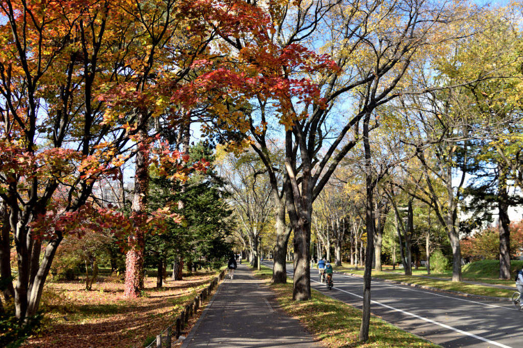 北海道大学構内の道路と紅葉