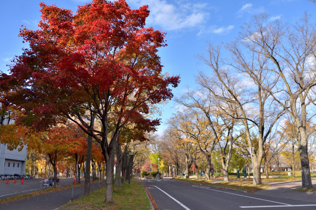 北海道大学構内の道路 と街路樹の紅葉