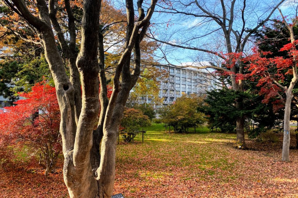 北海道大学工学部前の紅葉