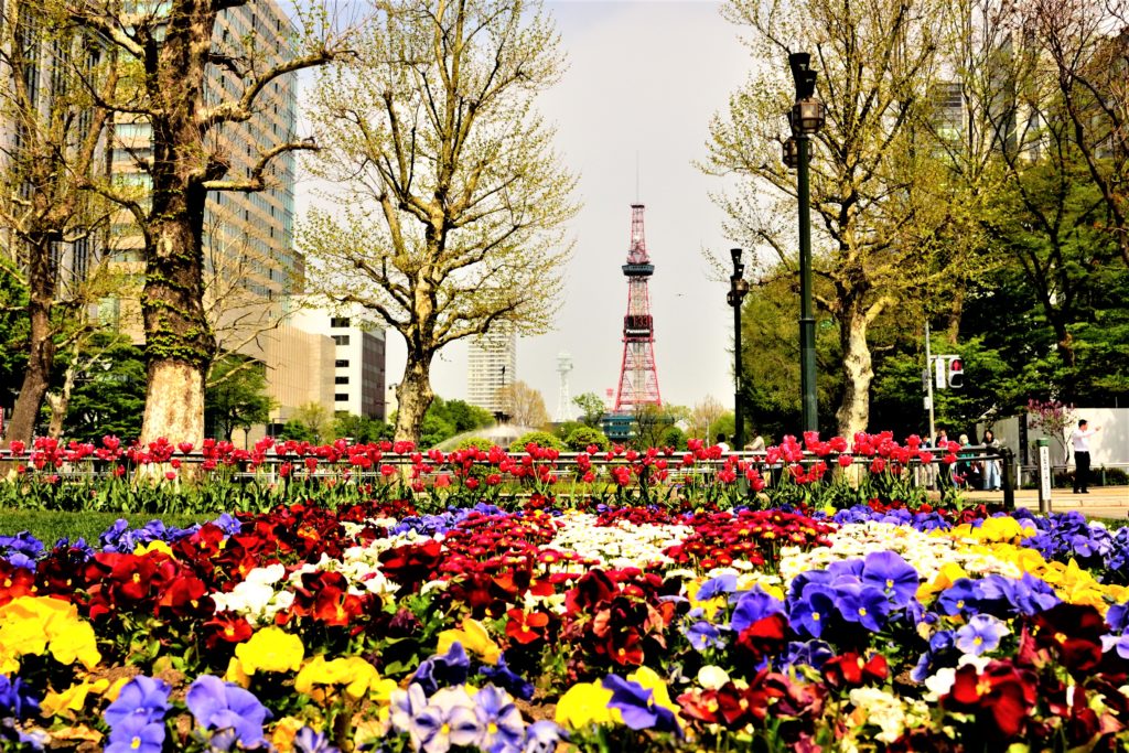 春の大通公園のテレビ塔