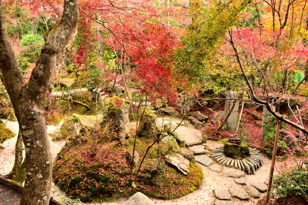 宝泉院の宝楽園の紅葉