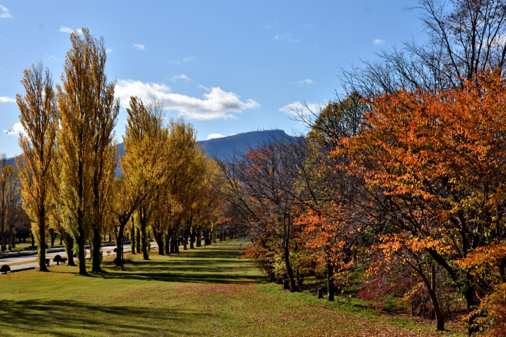 前田森林公園の紅葉とカナールのポプラ並木