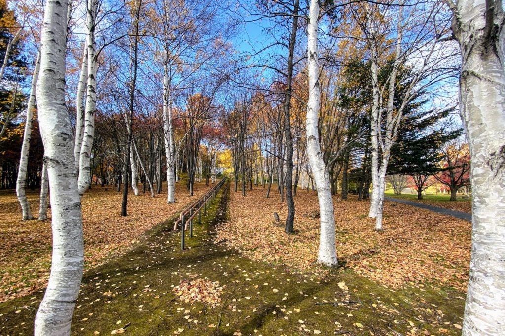 前田森林公園の秋の白樺林