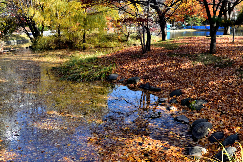中島公園の菖蒲池の紅葉の落ち葉
