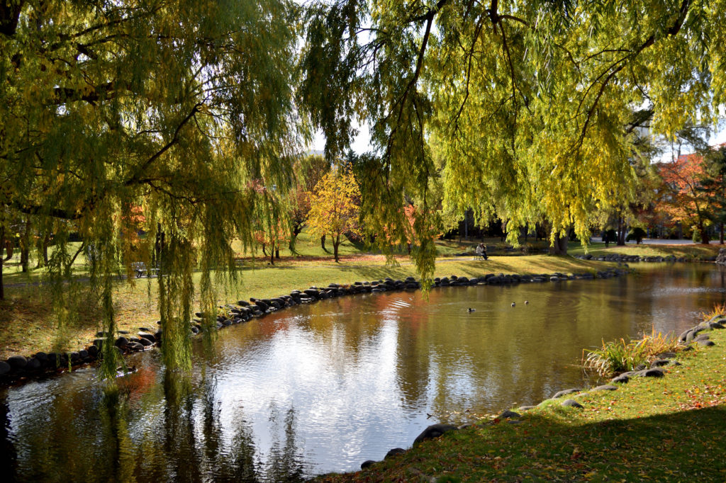中島公園の菖蒲池 の紅葉
