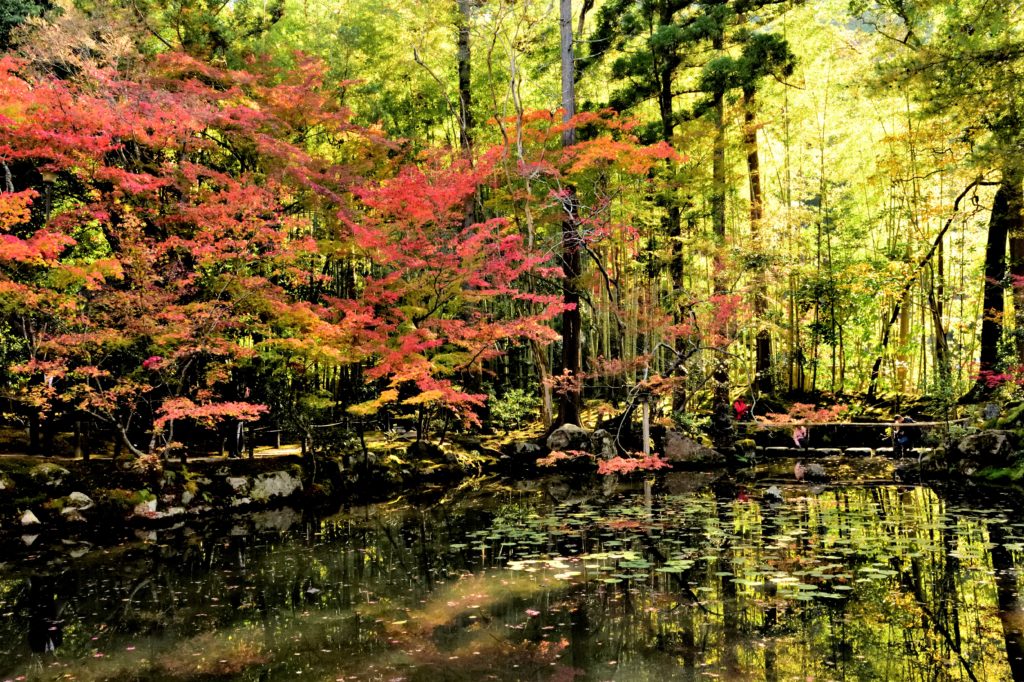 天授庵の紅葉と竹林