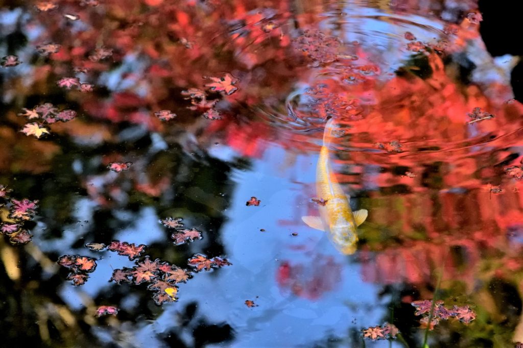 天授庵の池と鯉と紅葉