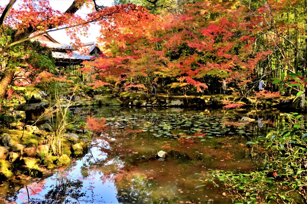 天授庵の池と紅葉