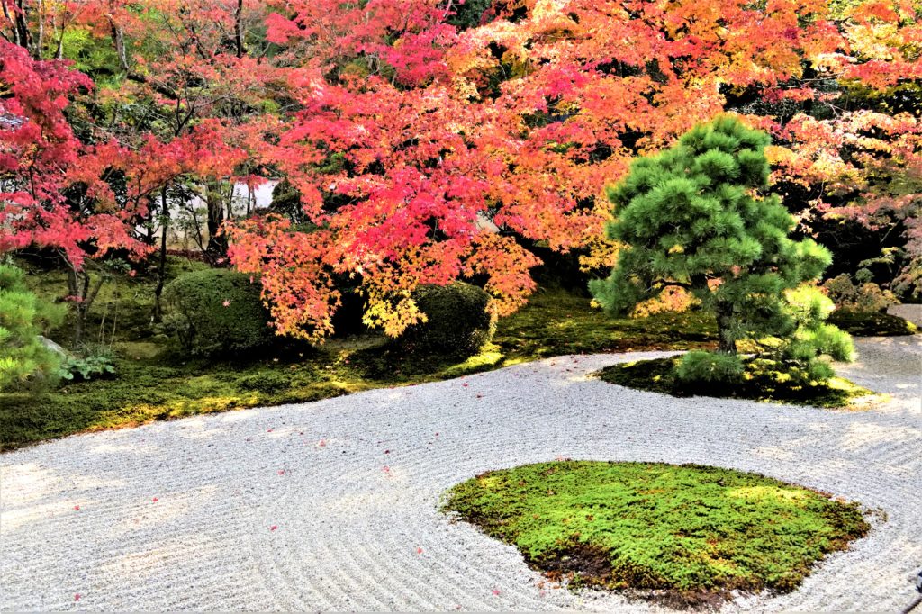 天授庵の白砂と紅葉