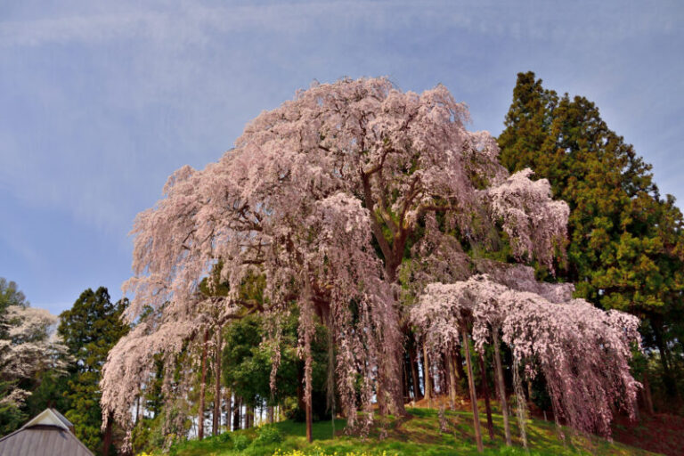 合戦場のしだれ桜の2022年ライトアップや見頃や開花状況は?アクセスや駐車場? そらいろ~日本が魅せる多彩な表情~ 合戦場のしだれ桜の2022年ライトアップや見頃や開花状況は?アクセスや駐車場? そらいろ~日本が魅せる多彩な表情~