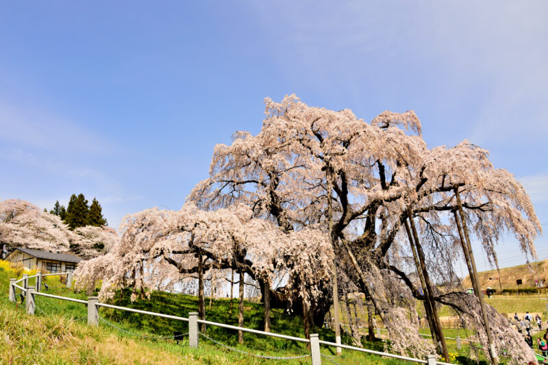 三春滝桜の見頃や21年開花状況 見どころや撮影スポットは そらいろ 日本が魅せる多彩な表情