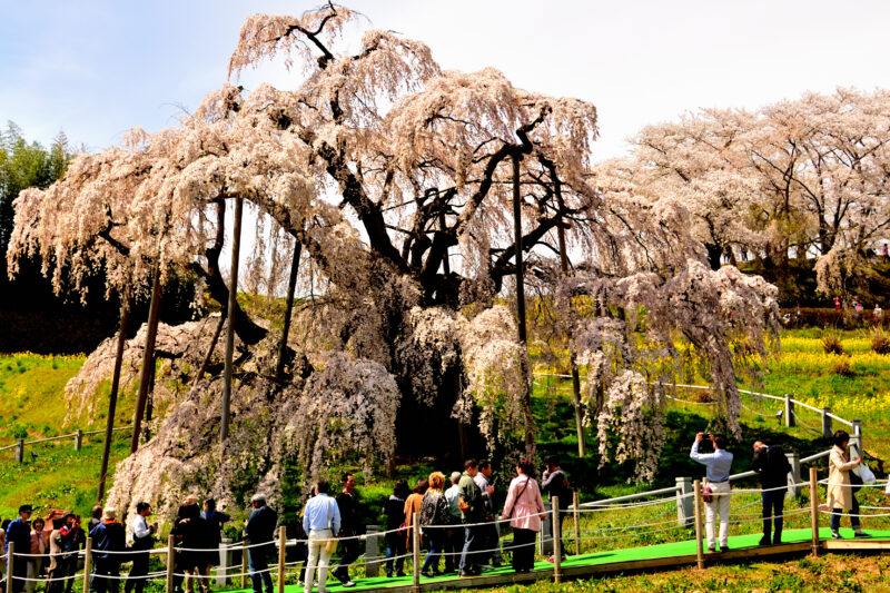三春滝桜