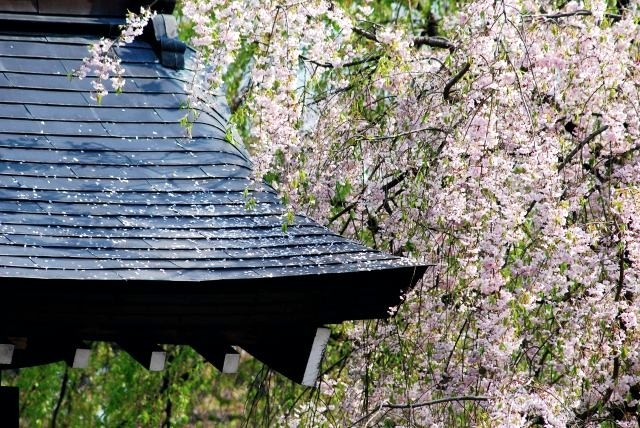 角館のしだれ桜