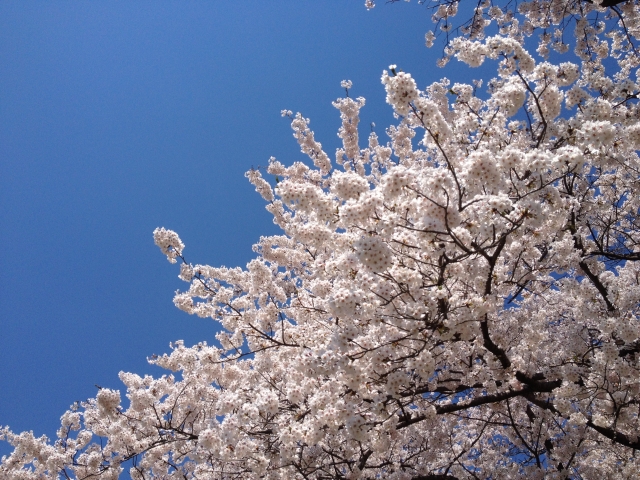 北上展勝地の桜