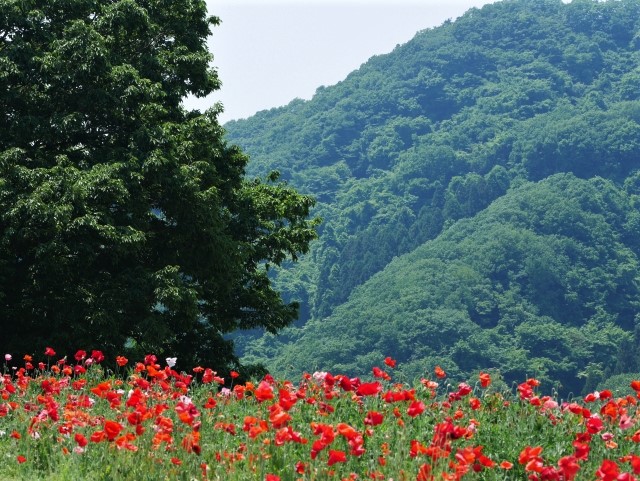 秩父高原牧場のポピー