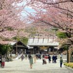 北海道神宮桜2023見頃や開花状況は？屋台や桜茶・福かしわや駐車場は？