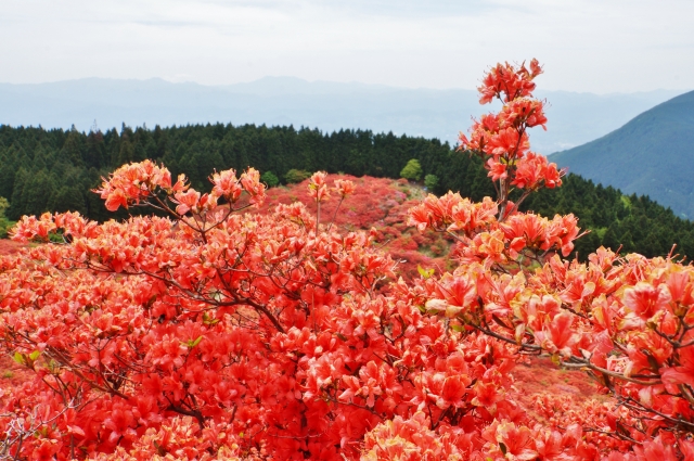 葛城山のつつじの21年の開花や見頃は ロープウエイの運行 アクセス 駐車場は そらいろ 日本が魅せる多彩な表情