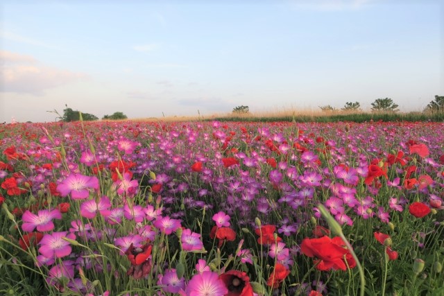 こうのす花まつり