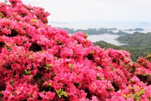 長串山つつじまつり2025開花状況や見頃は？アクセスや駐車場は？