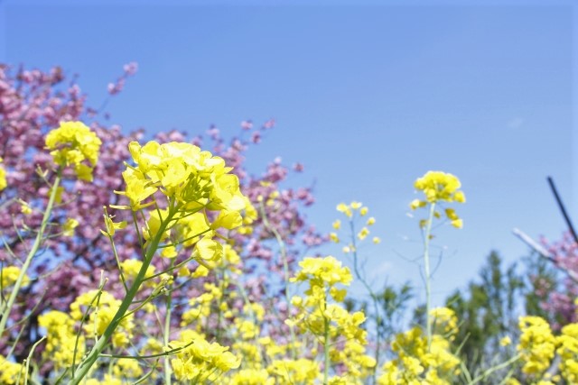 大潟村桜 菜の花ロードの22年見頃や開花状況は アクセスや駐車場は そらいろ 日本が魅せる多彩な表情