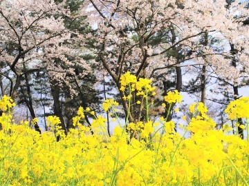 大潟村桜 菜の花ロードの22年見頃や開花状況は アクセスや駐車場は そらいろ 日本が魅せる多彩な表情