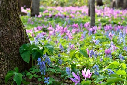 男山自然公園のカタクリ
