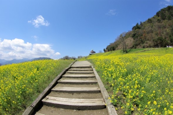 翠波高原の菜の花
