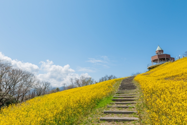 翠波高原の菜の花
