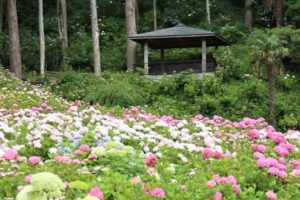 服部農園あじさい屋敷2026見頃時期や開花状況は?入園料や駐車場やアクセスは?