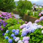 開成町あじさいまつり2025開花状況や見頃は？内容やアクセスや駐車場は？