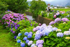 開成町あじさいまつり2025開花状況や見頃は？内容やアクセスや駐車場は？