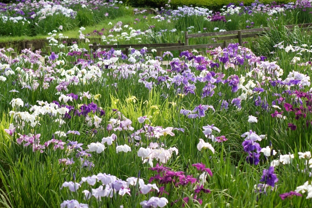 薬師池公園の花菖蒲の2021年開花状況や見頃は?アクセスや駐車場は?