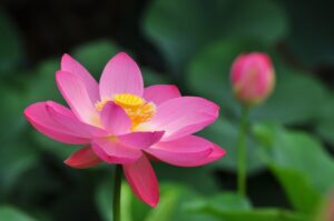 千葉公園大賀ハスまつり2024開花状況や見頃は？屋台や駐車場やアクセスは？