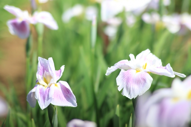 北潟湖畔花菖蒲まつりの2021年見頃や開花状況は?アクセスや駐車場は?
