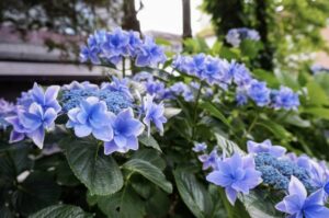 小野池あじさい公園2024開花状況や見頃は？ライトアップや屋台や駐車場は？