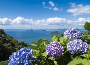 紫雲出山紫陽花2024見頃や開花状況は？駐車場やアクセス・登山道は？