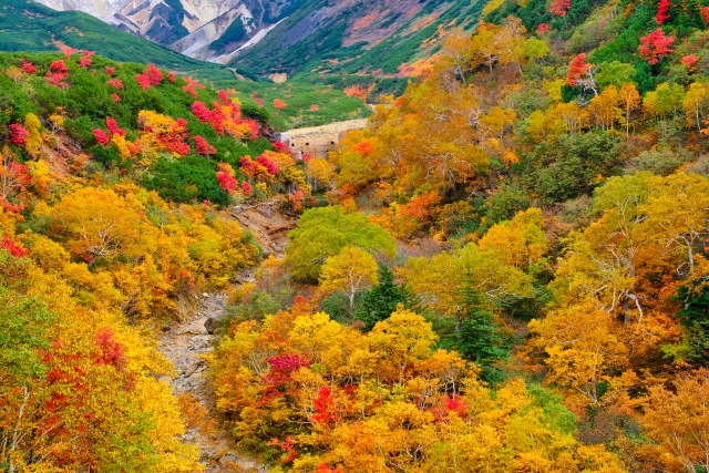 十勝岳の紅葉