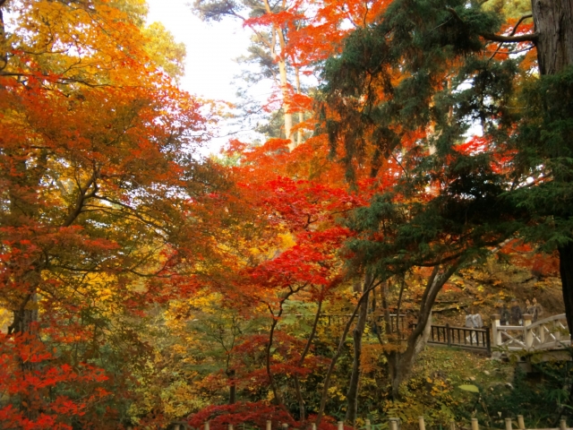 香雪園の紅葉の21年見頃時期やライトアップはいつ アクセスや駐車場は そらいろ 日本が魅せる多彩な表情