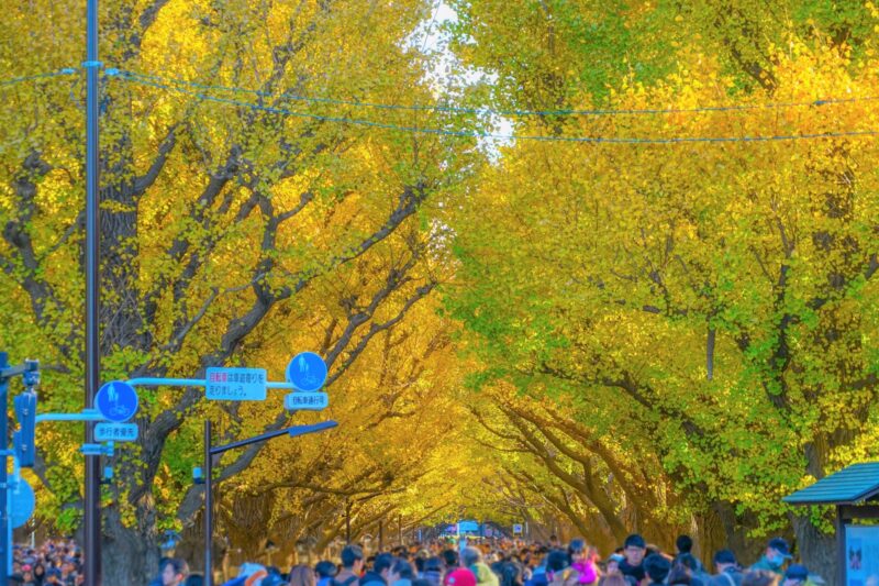 明治神宮外苑イチョウ並木の紅葉