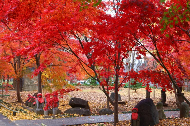 九品仏浄信寺の紅葉