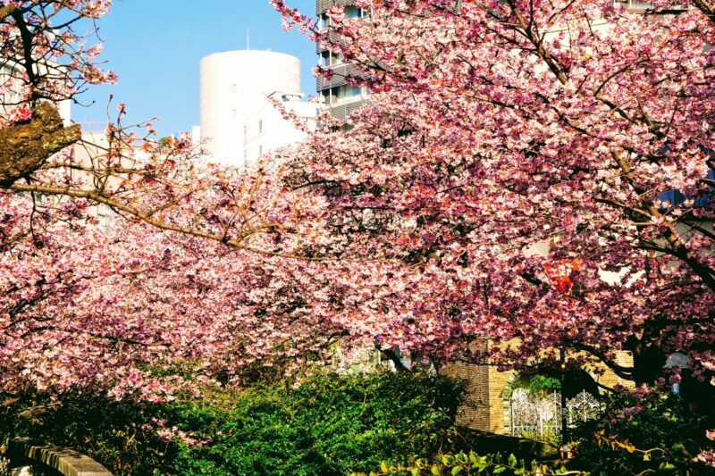 熱海の桜まつりの22年開花状況や見頃は あたみ桜の名所の場所やアクセスは そらいろ 日本が魅せる多彩な表情