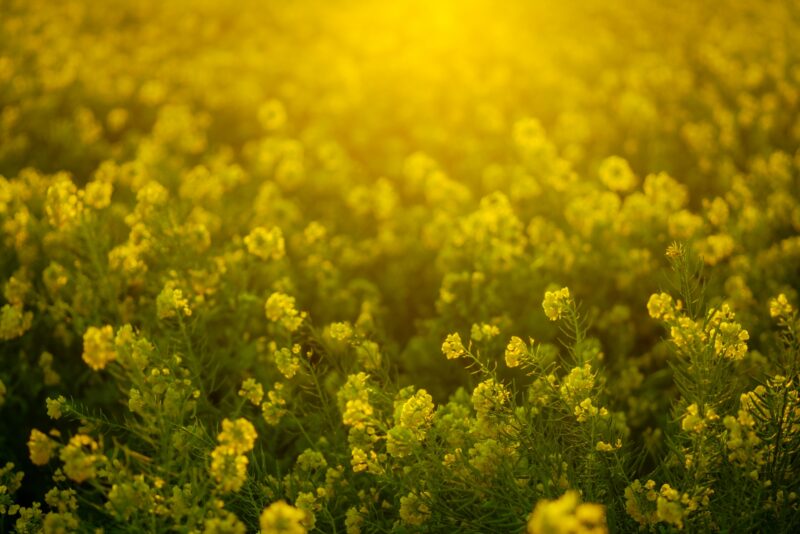 ソレイユの丘の菜の花の2022年開花状況や見頃は?横須賀・長井海の手公園のアクセスや駐車場は?