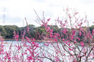 佐布里池梅まつり2025の見頃や開花状況は？ライトアップや駐車場やアクセスは？